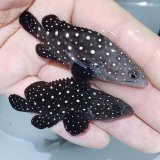 画像: 《近海産海水魚》ハクテンハタ幼魚…当店ハンドコート採取