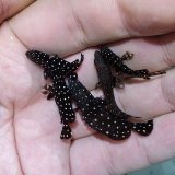 画像: 《近海産海水魚》ハクテンハタ　ベビー…当店ハンドコート採取