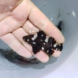 画像: 《近海産》シロブチハタ…ハンドコート