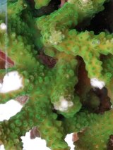 画像: 《近海産海洋生物》☆★☆ミドリイシ土台付き（2Lサイズ）・・スーパーグリーン