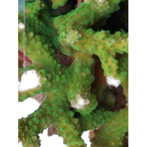 画像: 《近海産海洋生物》☆★☆ミドリイシ土台付き（2Lサイズ）・・スーパーグリーン