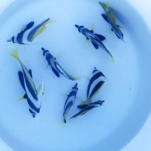 近海産・海水魚・甲殻類・海洋生物を全国に発送