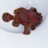 画像: 《近海産海水魚》☆☆【美色個体】オオモンカエルアンコウ（クマドリ模様） …ハンドコート採取