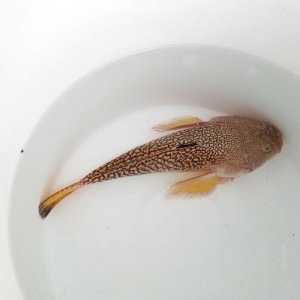 画像: 《近海産海水魚》キビレミシマ