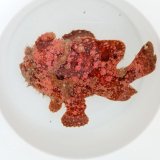 画像: 《近海産海水魚》【激美個体】オオモンカエルアンコウ☆★捕獲好調セール★☆ …ハンドコート採取