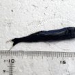 画像2: 《深海産海水魚》冷凍クロトカゲギスの1種（約8センチ）‥画像の個体です