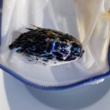 画像: 《近海産海水魚》【外洋捕獲】ハリセンボン科の幼魚…ハンドコート採取