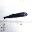 画像5: 《深海産海水魚》冷凍クロトカゲギスの1種（約8センチ）‥画像の個体です