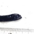 画像1: 《深海産海水魚》冷凍クロトカゲギスの1種（約8センチ）‥画像の個体です
