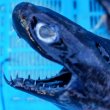 画像6: 《外洋性深海魚》【ウルトラレア】☆★☆ワニグチツノザメ（45センチ±）‥冷凍個体(画像の個体です)