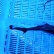 画像7: 《外洋性深海魚》【ウルトラレア】☆★☆ワニグチツノザメ（45センチ±）‥冷凍個体(画像の個体です)