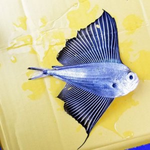 画像: 《外洋性深海魚》【激レア】☆★☆冷凍リュウグウノヒメ(10センチ）…画像の個体です（研究用・標本用・剥製用）