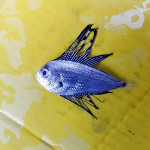 画像: 《外洋性深海魚》【冷凍】☆★☆リュウグウノヒメ（6センチ±）