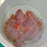 画像: 《近海産海水魚》【美個体】オオモンカエルアンコウ（3Lサイズ）☆★捕獲好調セール★☆ …ハンドコート採取