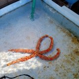 画像: 《近海産海洋生物類》☆★☆オオアカヒトデ…ハンドコート採取