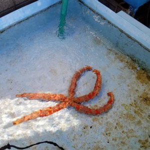 画像: 《近海産海洋生物類》☆★☆オオアカヒトデ…ハンドコート採取