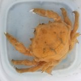 画像: 《近海産甲殻類》【珍】オオカイカムリ（Lサイズのフリー個体）…ハンドコート採取