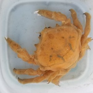 画像: 《近海産甲殻類》【珍】オオカイカムリ（Lサイズのフリー個体）…ハンドコート採取