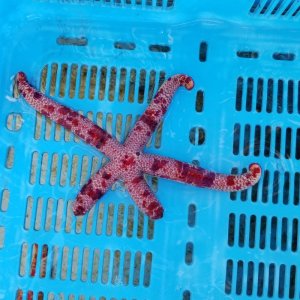 画像: 《近海産海洋生物類》☆ゴマフヒトデ…ハンドコート採取