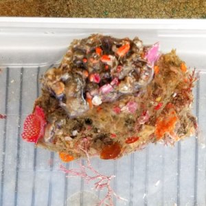 画像: 《近海産海洋生物》LWL…ハンドコート採取
