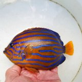 画像: 《近海産海水魚》キンチャクダイ(15センチ前後)