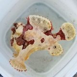 画像: 《近海産海水魚》☆★☆【激美カラー】イロカエルアンコウ（クマドリ模様） …ハンドコート採取