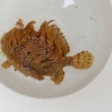 画像: 《近海産海水魚》ボンボリカエルアンコウ…ハンドコート採取