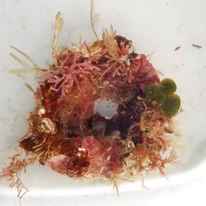 画像: 《近海産海洋生物》LWL…ハンドコート採取