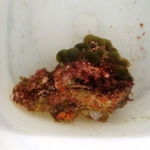 画像: 《近海産海洋生物》LWL…ハンドコート採取