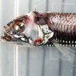 画像1: 《深海産海水魚》ヨコエソ科の1種(18センチ±）‥画像の個体です