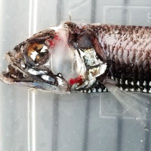 画像: 《深海産海水魚》ヨコエソ科の1種(18センチ±）‥画像の個体です