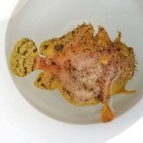 画像: 《近海産海水魚》☆★☆【珍】ソウシカエルアンコウ（2Lサイズ） …ハンドコート採取