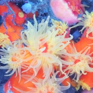 画像: 《近海産海洋生物類》エントウキサンゴ…画像の個体です