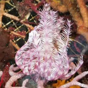 画像: 《近海産海洋生物》ウミシダの仲間…ハンドコート採取