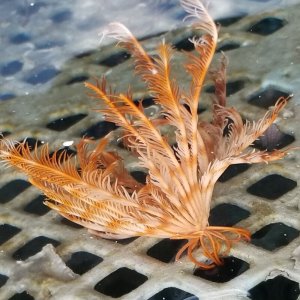 画像: 《近海産海洋生物》ウミシダの仲間…ハンドコート採取