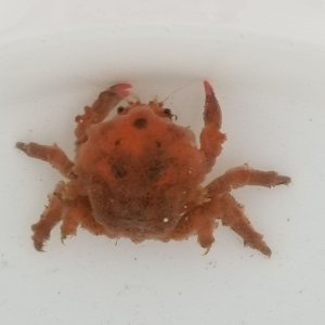画像: 《近海産甲殻類》カイカムリ（Sサイズのフリー個体）…ハンドコート採取