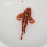 画像: 《近海産海水魚》オニカサゴ【Sサイズ】…ハンドコート採取