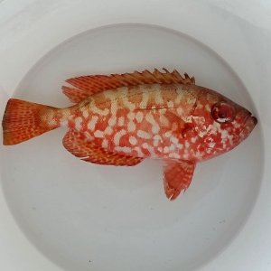 画像: 《近海産海水魚》☆極美☆ゴマヒレキントキ（Mサイズ）…ハンドコート採取