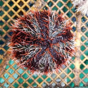 画像: 《近海産海洋生物》シラヒゲウニ（橙系のフリー個体）…ハンドコート採取