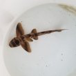 画像3: 《近海産海水魚》ネコザメ（SSサイズ）1匹…ハンドコート採取