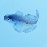 画像: 《外洋性海水魚》ハナビラウオ幼魚…近海ハンドコート採取…