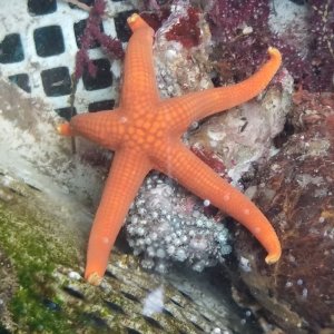 画像: 《近海産海洋生物類》アカヒトデ(Mサイズのフリー個体)…ハンドコート採取