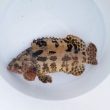 画像: 《近海産海水魚》【珍】アカマダラハタ…