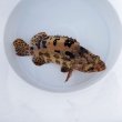 画像2: 《近海産海水魚》【珍】アカマダラハタ…