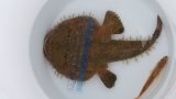 画像: 《近海産海水魚》キアンコウ（Sサイズ）…ハンドコート採取