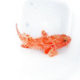画像: 《近海産海水魚》【深海産】イズカサゴ（画像の個体です）…ハンドコート採取