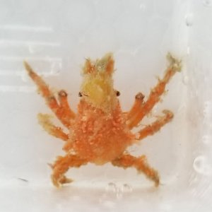 画像: 《近海産甲殻類》ツノガニ（ベビーサイズ）…ハンドコート採取