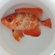 画像7: 《近海産海水魚》ミナミキントキ（Lサイズ）２５…ハンドコート採取