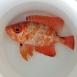 画像5: 《近海産海水魚》ミナミキントキ（Lサイズ）２５…ハンドコート採取