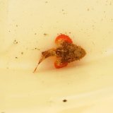 画像: 《近海産海水魚》ヒメサツマカサゴ（画像の個体です）…ハンドコート採取